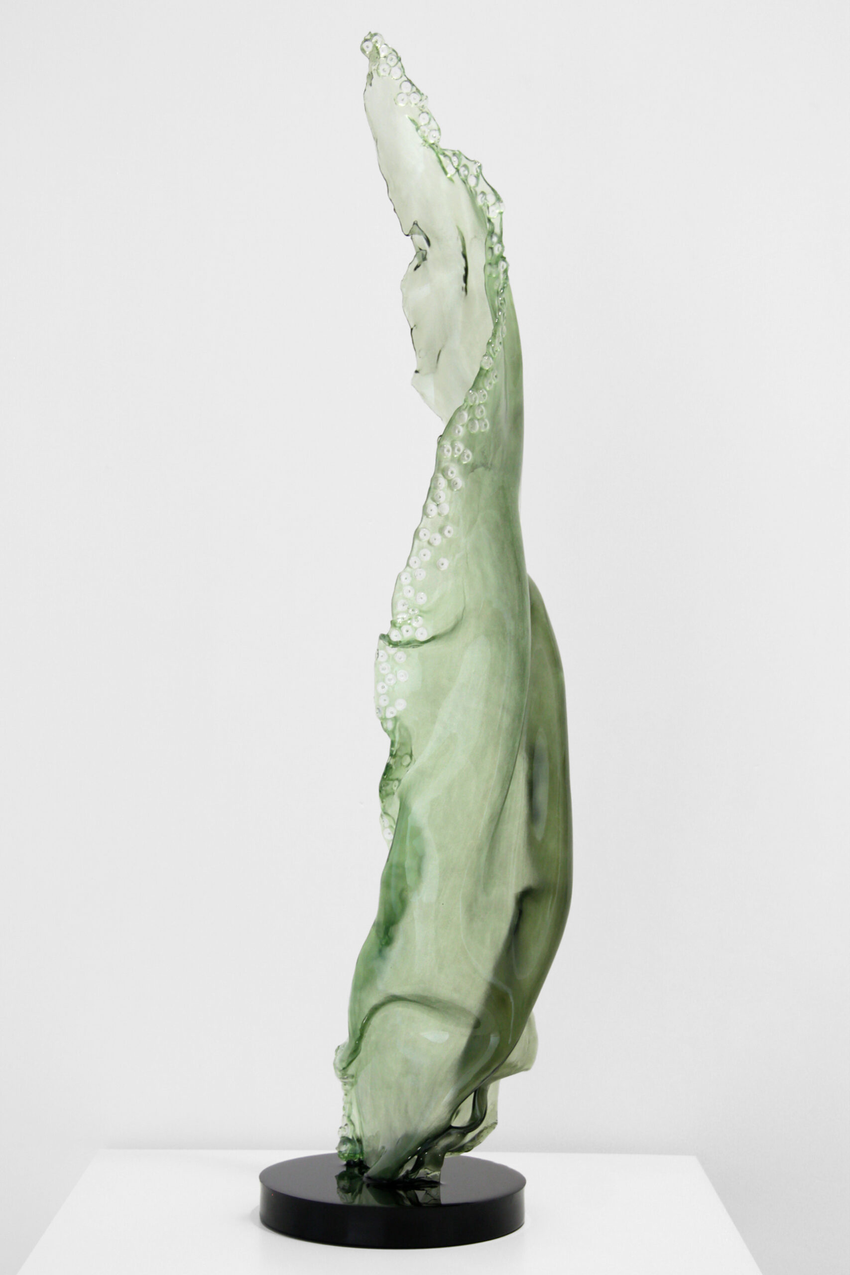 Octopus algae